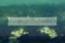 Macduff Harbour.jpg (65kb)